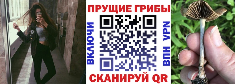 Псилоцибиновые грибы Cubensis  магазин продажи   Берёзовка 